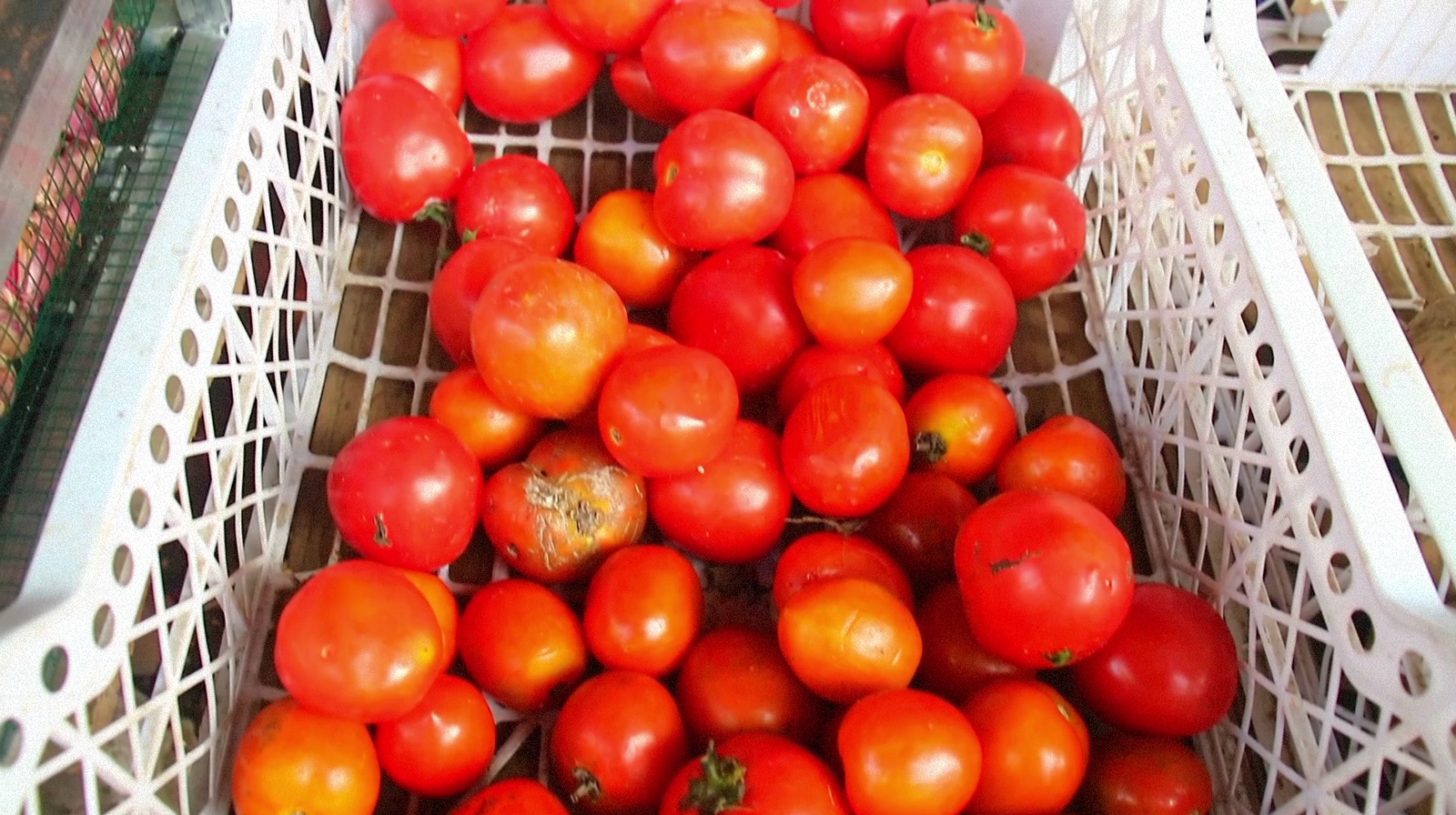 Pertengahan Puasa, Harga Tomat Bawang Putih Menanjak