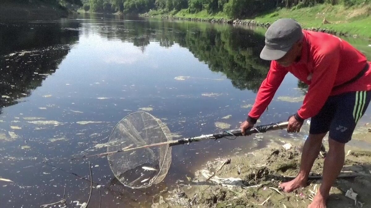 Air Sungai Bengawan Solo Tercemar Limbah, Banyak Ikan Mati