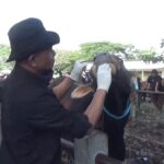DPP Ngawi Periksa Kesehatan Sapi Dan Kambing Jelang Idul Adha