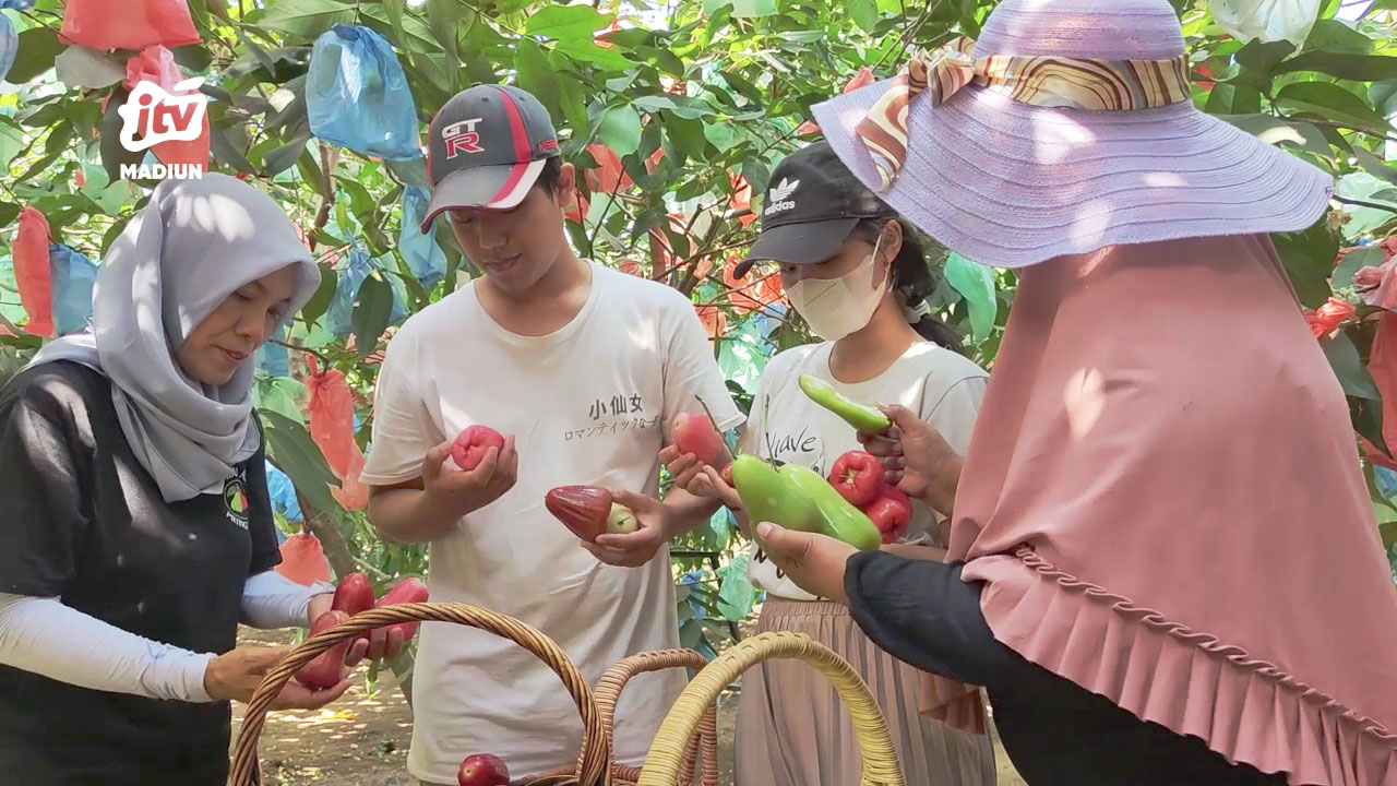 Dari Pohon Ke Keranjang. Serunya Wisata Petik Buah Jambu Air Di Jatisari
