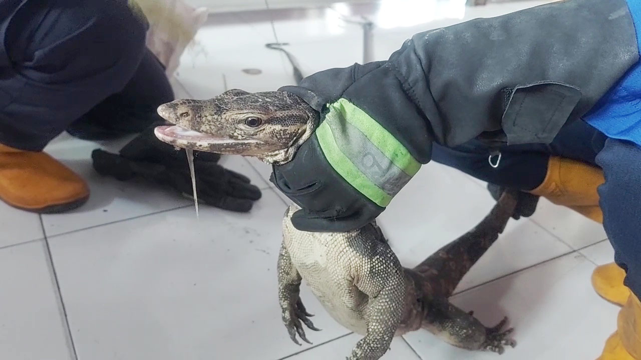 Biawak Masuk Kelas Gegerkan Siswa, Proses Evakuasi Libatkan Tim Damkar