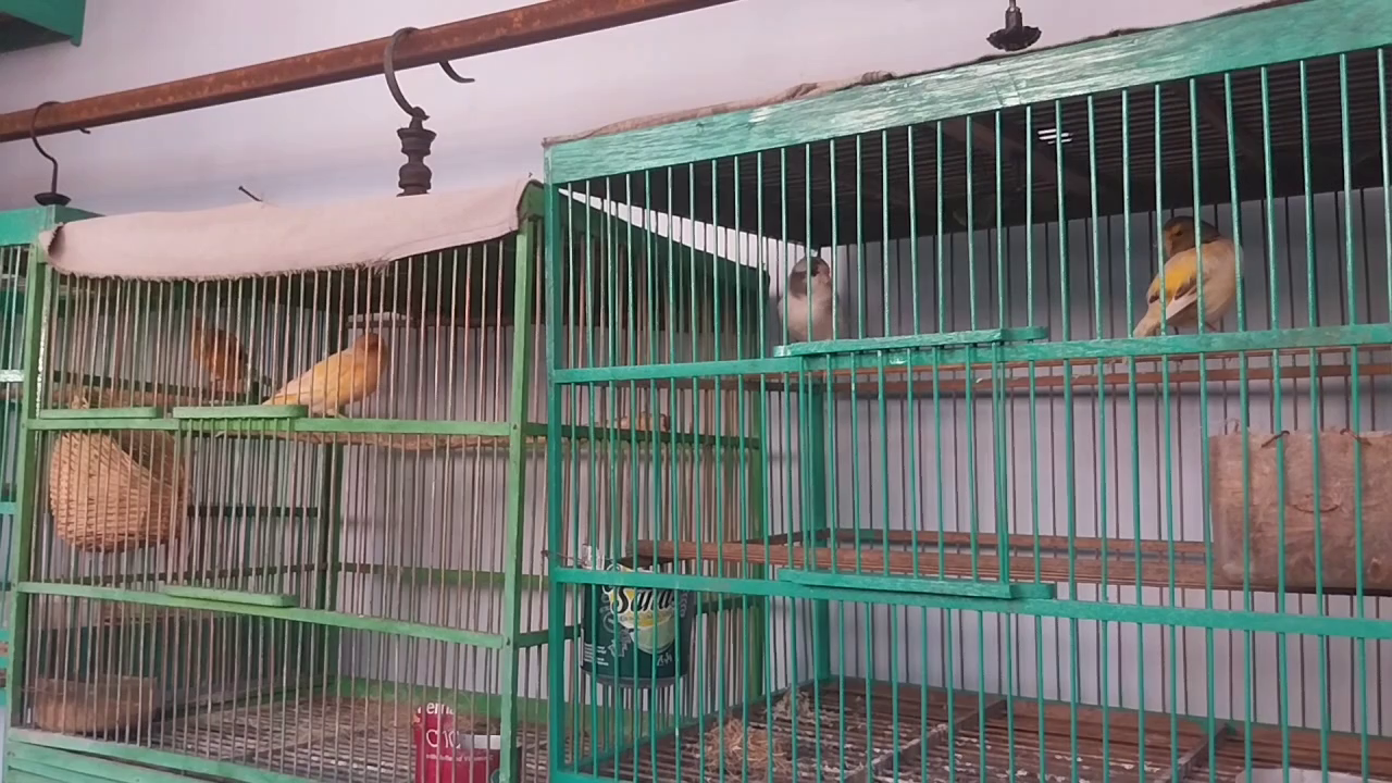 Dari Hobi Jadi Cuan, Warga Magetan Sukses Beternak Burung Perkutut dan Kenari