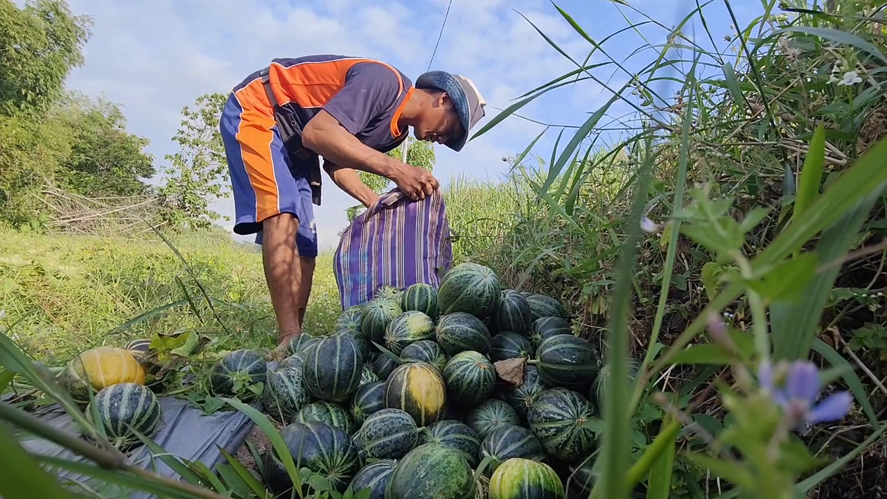 Berkah Kemarau, Petani Blewah di Candimulyo Raup Untung Besar