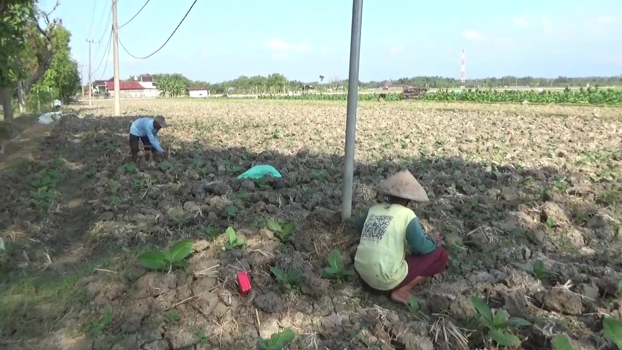 Musim Kemarau, Petani di Ngawi Mulai Beralih Menanam Tembakau