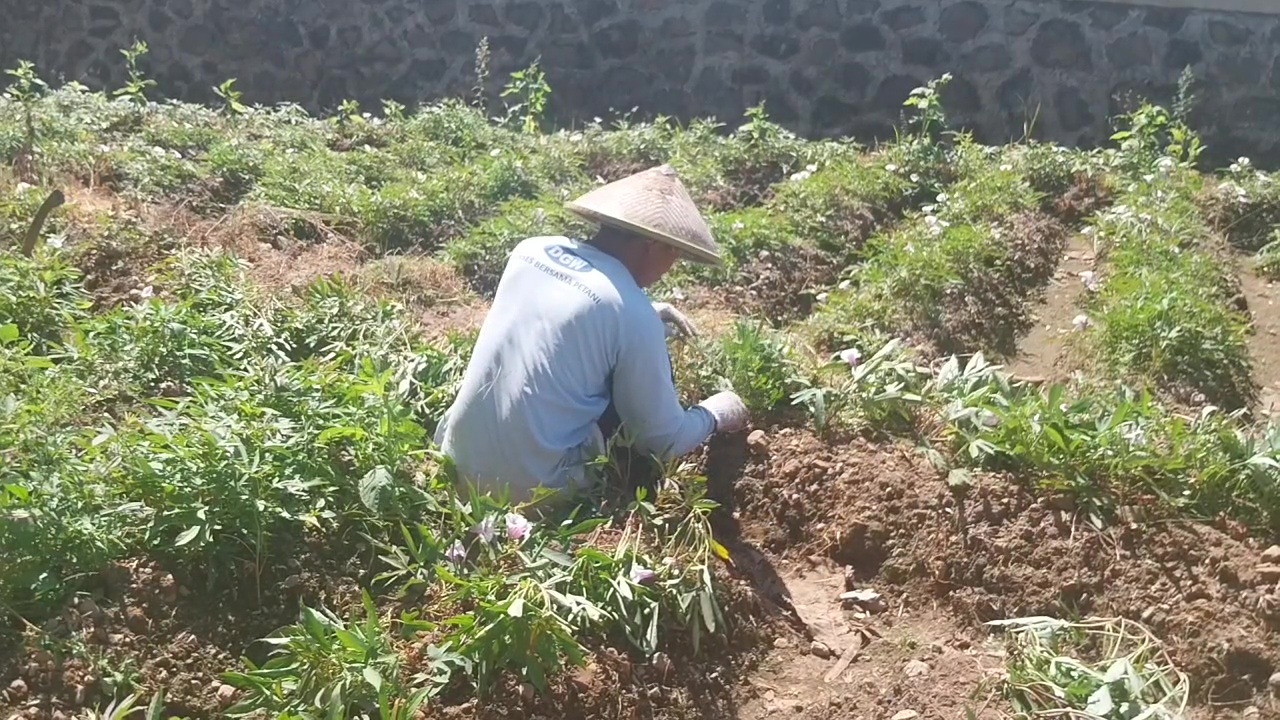 Hadapi Kemarau, Petani Magetan Pilih Tanam Ubi Cilembu