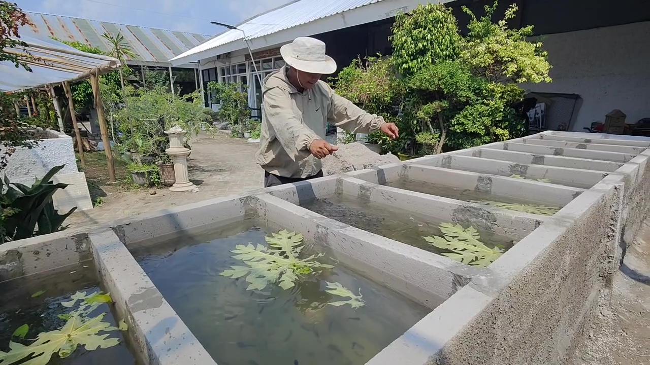 Budidaya Lele Sistem Gorong-Gorong, Solusi Aman dan Efisien