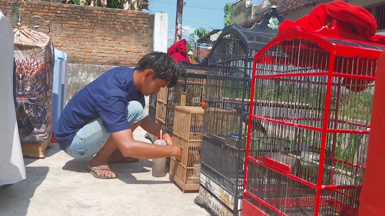 Rahasia Perawatan Burung Kicau agar Juara di Arena Lomba