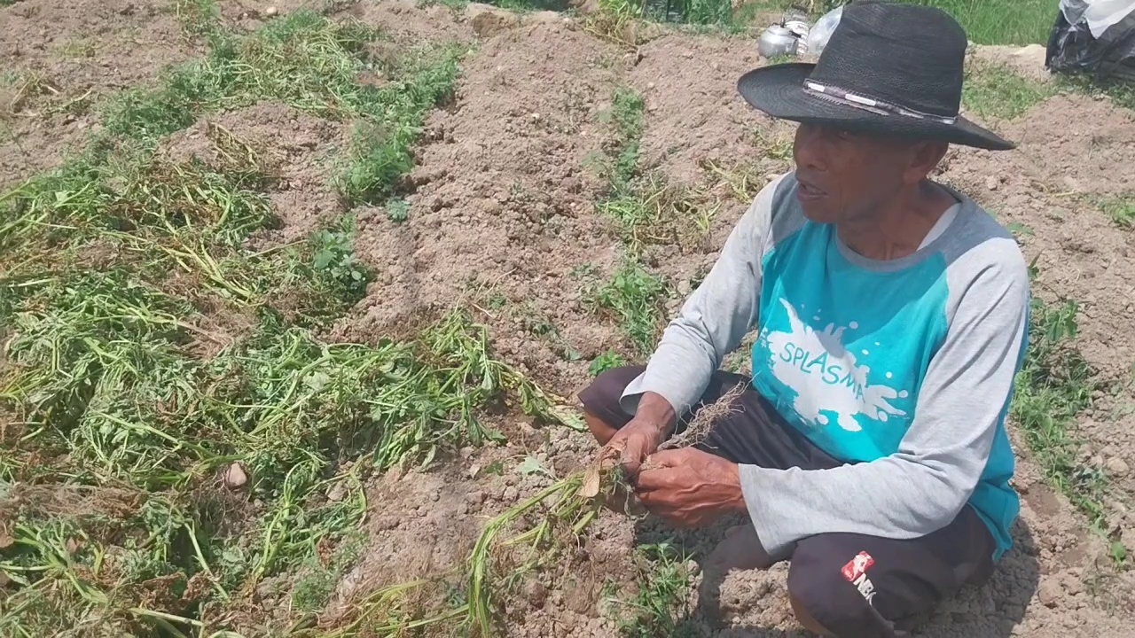 Harga Naik, Hasil Panen Turun: Petani Kentang Magetan di Tengah Dilema