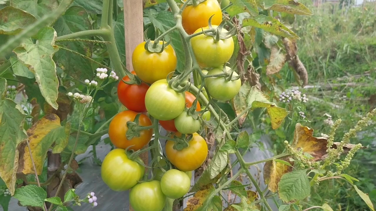 Harga Tomat Petani Magetan Anjlok hingga Rp2.000 per Kilogram