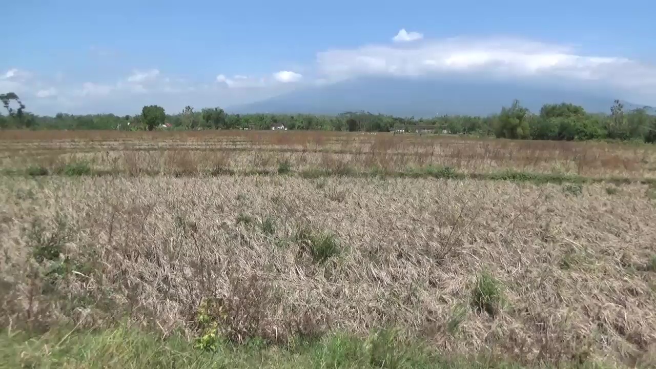 Gagal Panen, Puluhan Hektar Sawah di Ngawi Diserang Hama Tikus dan Virus