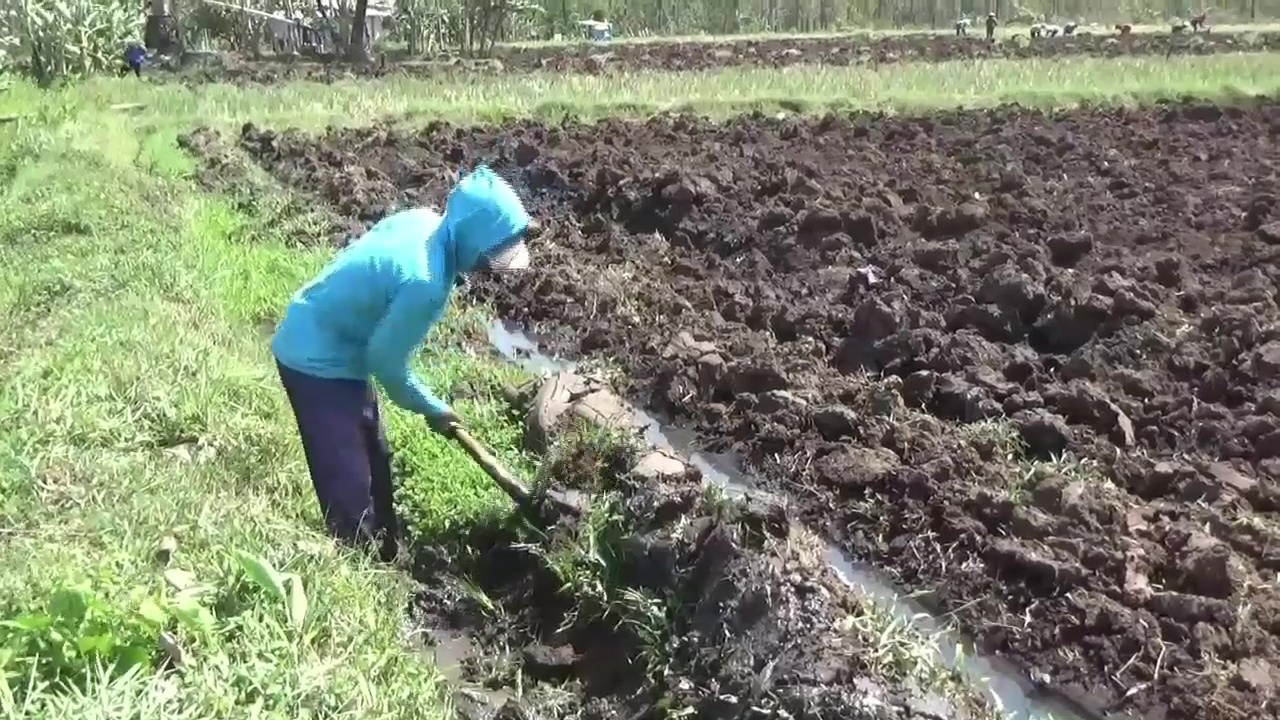 DKPP Sebut Serangan Tikus dan Virus Sebabkan Petani Ngawi Gagal Panen