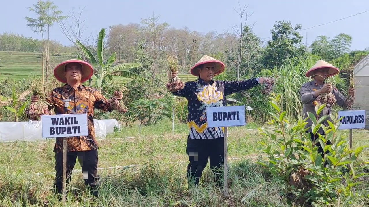 Bupati Dorong Produktivitas Pertanian Lewat Panen Bawang Merah