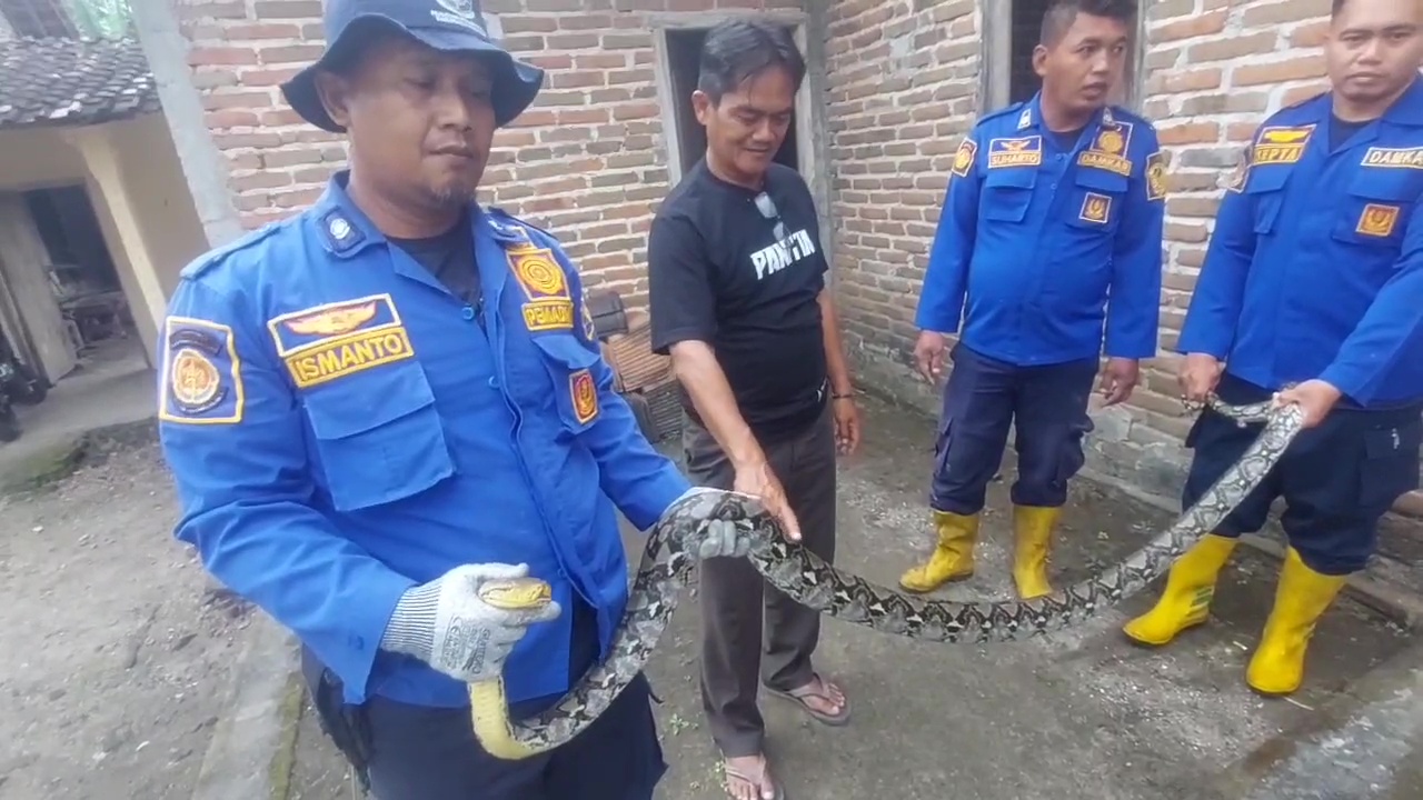 Ular Piton Tiga Meter Gegerkan Warga Singgahan, Dievakuasi Damkar
