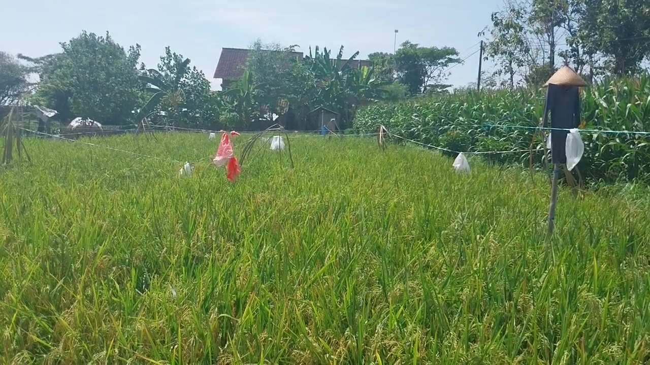 Petani di Magetan Was-Was Gagal Panen Akibat Serangan Burung