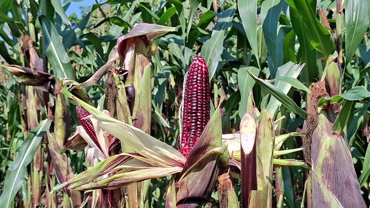 Jagung Ungu: Bernilai Tinggi, Panen Lebih Cepat dan Kaya Manfaat