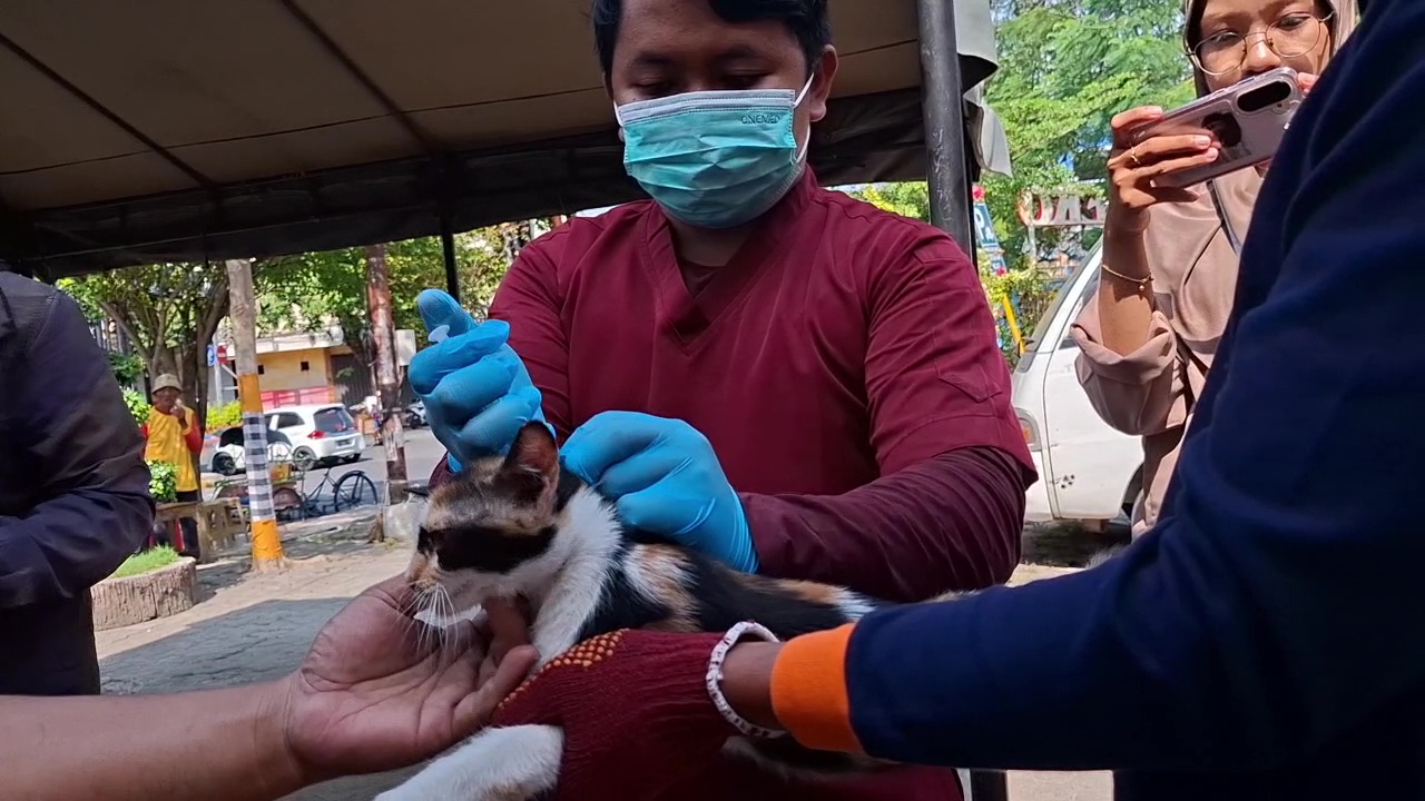 Cegah Penyebaran Rabies, Puluhan Kucing Liar di Kota Madiun Disuntik Vaksin