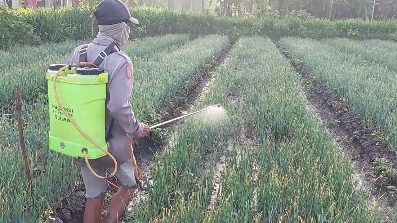 Harga Naik, Hama Datang: Petani Bawang Madiun Gencar Lindungi Tanaman