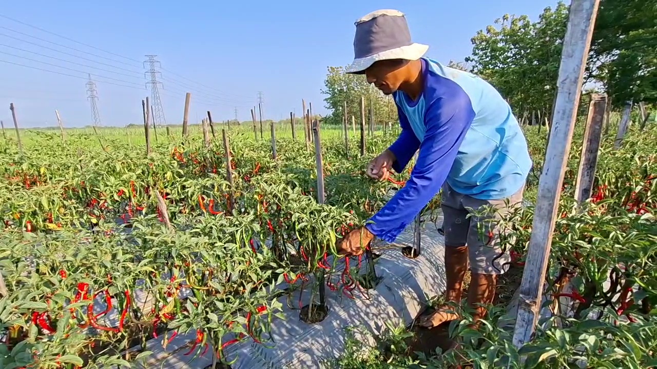 Harga Cabai Keriting Tembus Rp50 Ribu, Petani Madiun Bersyukur Meski Terimbas Cuaca