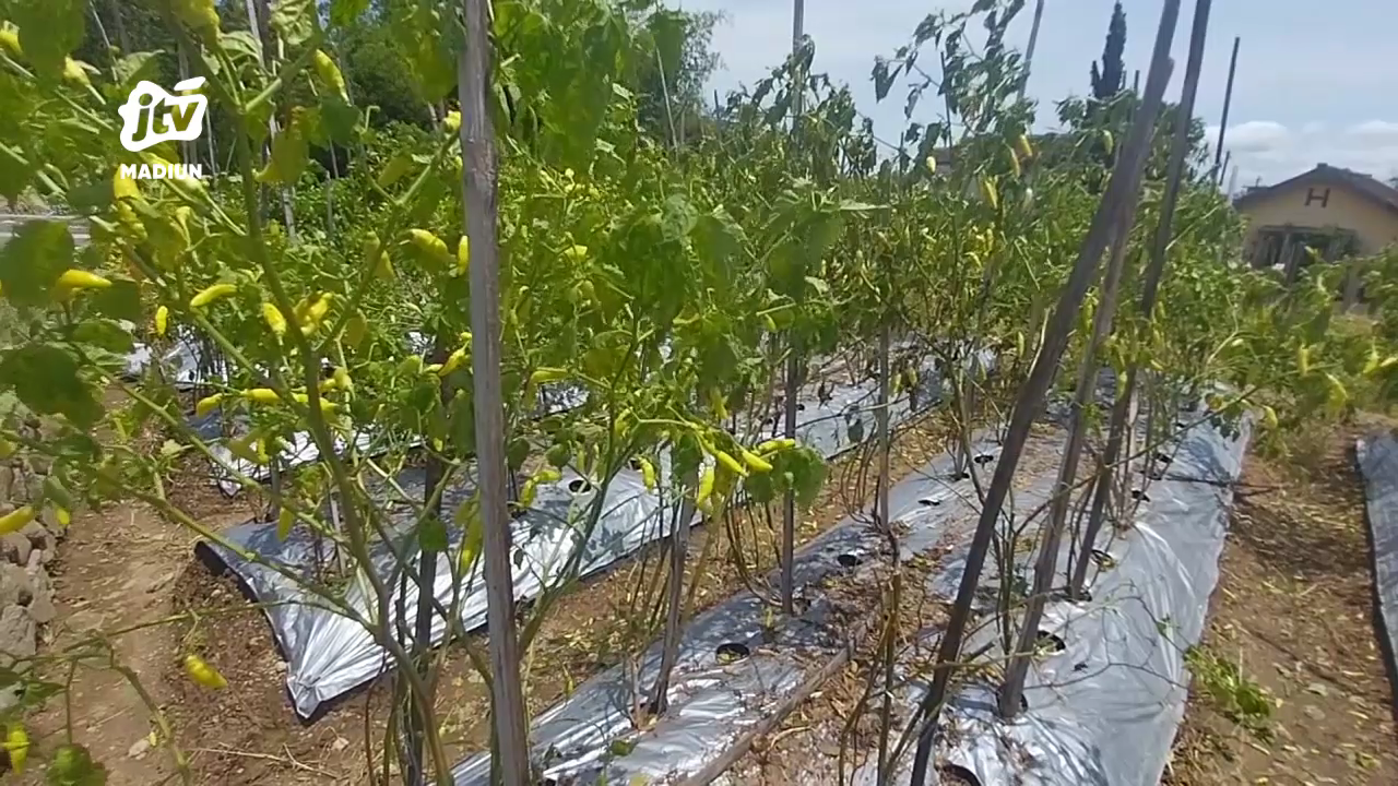 Cabai Rawit Mahal, Petani Magetan Terpaksa Panen Dini Akibat Tanaman Layu
