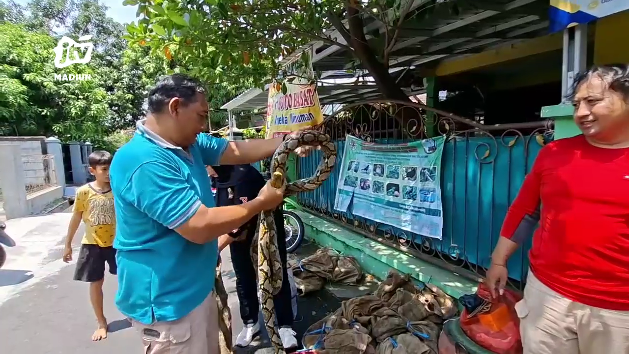 Kemunculan Satwa Liar Meningkat, 33 Ular Dan 1 Biawak Diserahkan Ke BBKSDA Jatim
