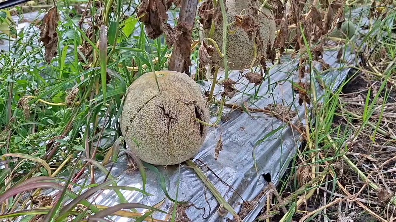 Hasil Panen Anjlok, Petani Melon Terpukul Dampak Cuaca Ekstrem