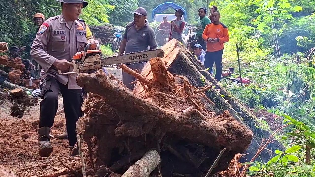 Diterjang Cuaca Buruk, Pohon Talesan Roboh dan Tutup Akses Jalan, Warga Turun Tangan
