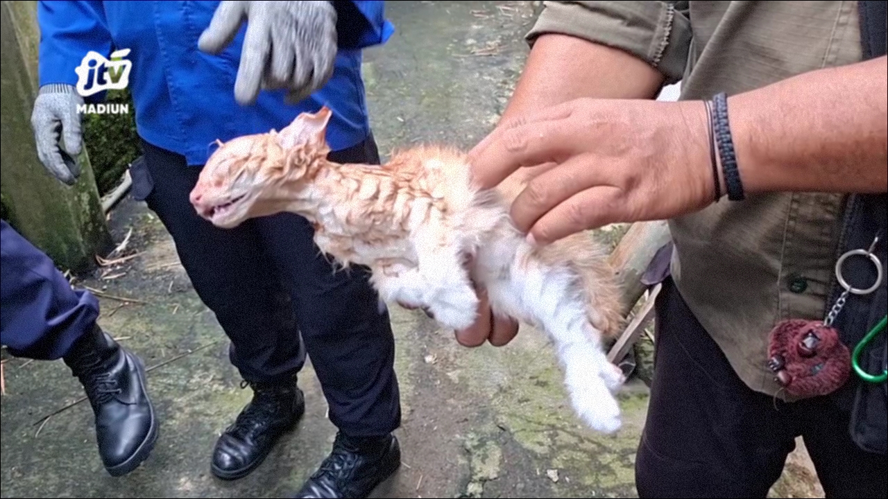 Piton 2,5 Meter Memangsa Tiga Ekor Kucing Berhasil Dievakuasi