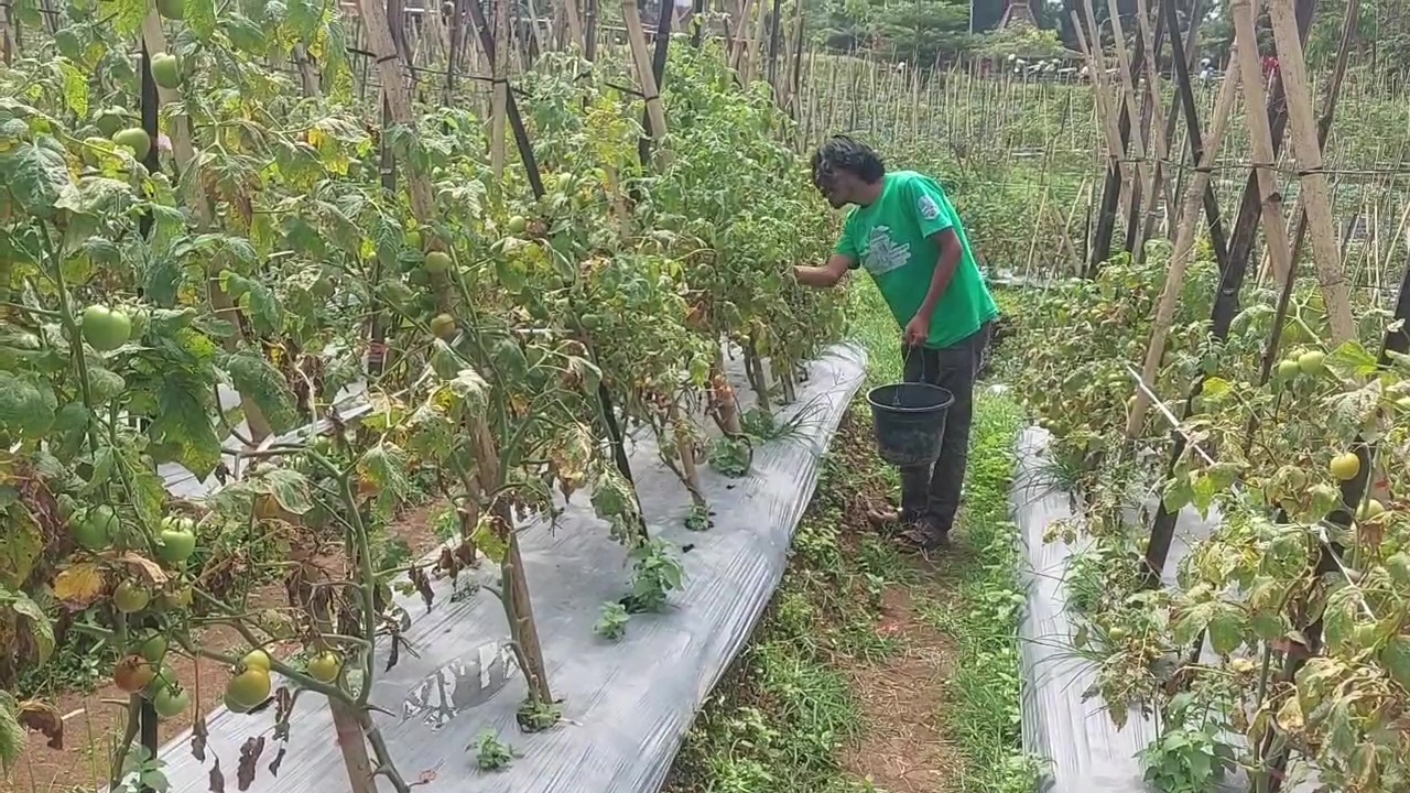 Harga Tomat dan Cabai Mulai Naik, Petani Siap Pasok Jelang Nataru
