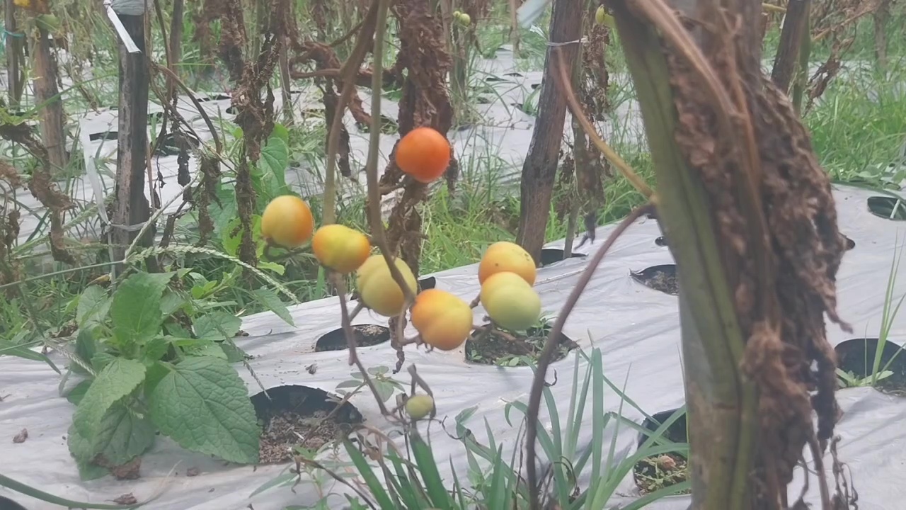 Petani Tomat Lereng Lawu Merugi Akibat Cuaca Ekstrem