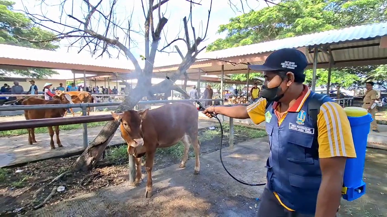 Cegah PMK Meluas, DKPP Semprot Disinfektan Di Pasar Hewan Bajulan