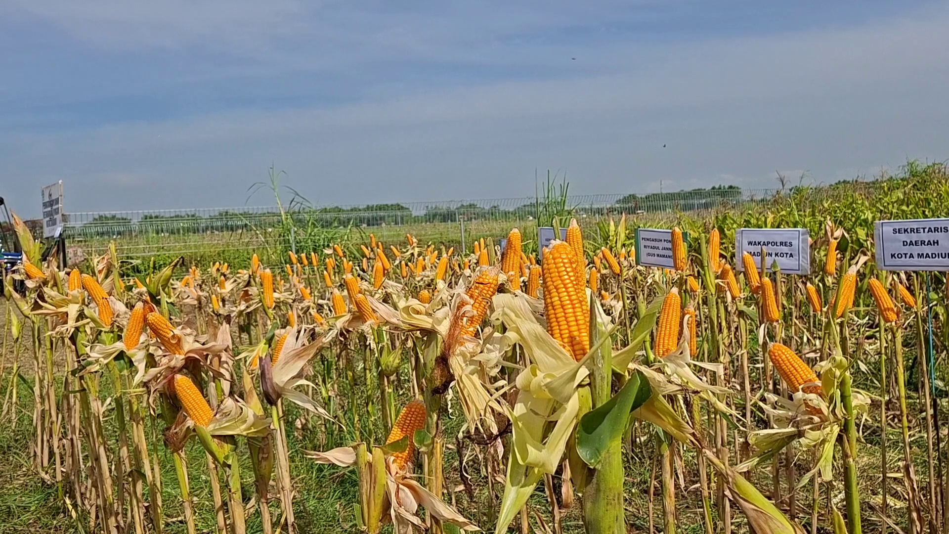 Serapan Jagung Bulog Cabang Madiun Capai 1.455 Ton, Harga Acuan Jaga Kesejahteraan Petani
