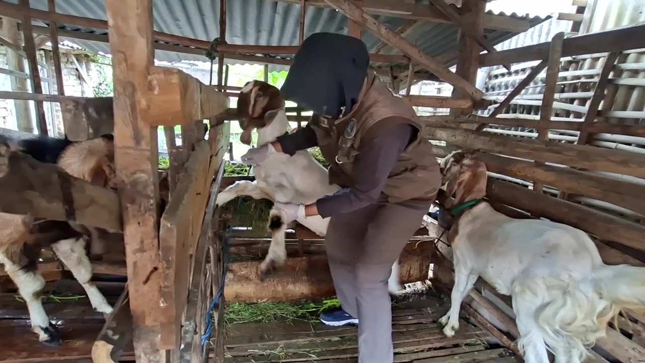 Antisipasi PMK, DKPP Lakukan Vaksinasi Ternak Sapi dan Kambing