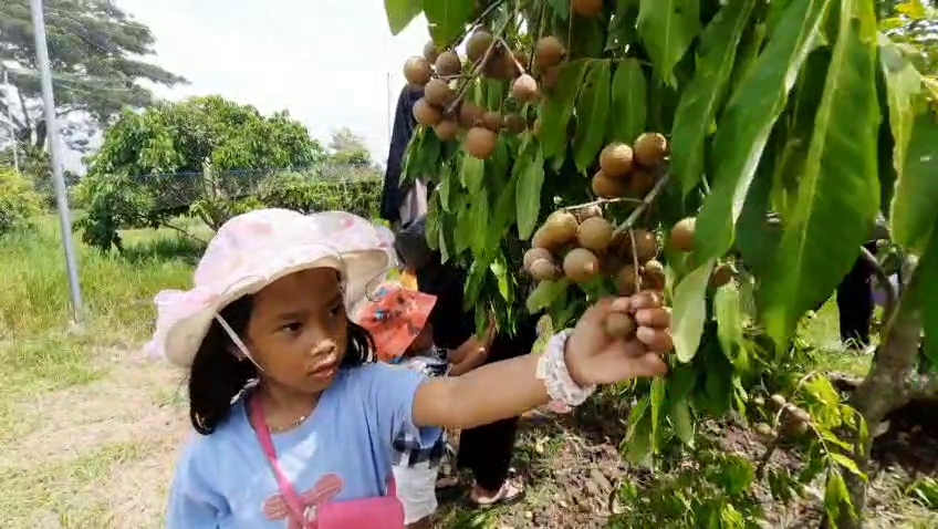 Wisata Petik Kelengkeng Di Magetan, Pengunjung Antusias Nikmati Sensasi Langsung Dari Pohon