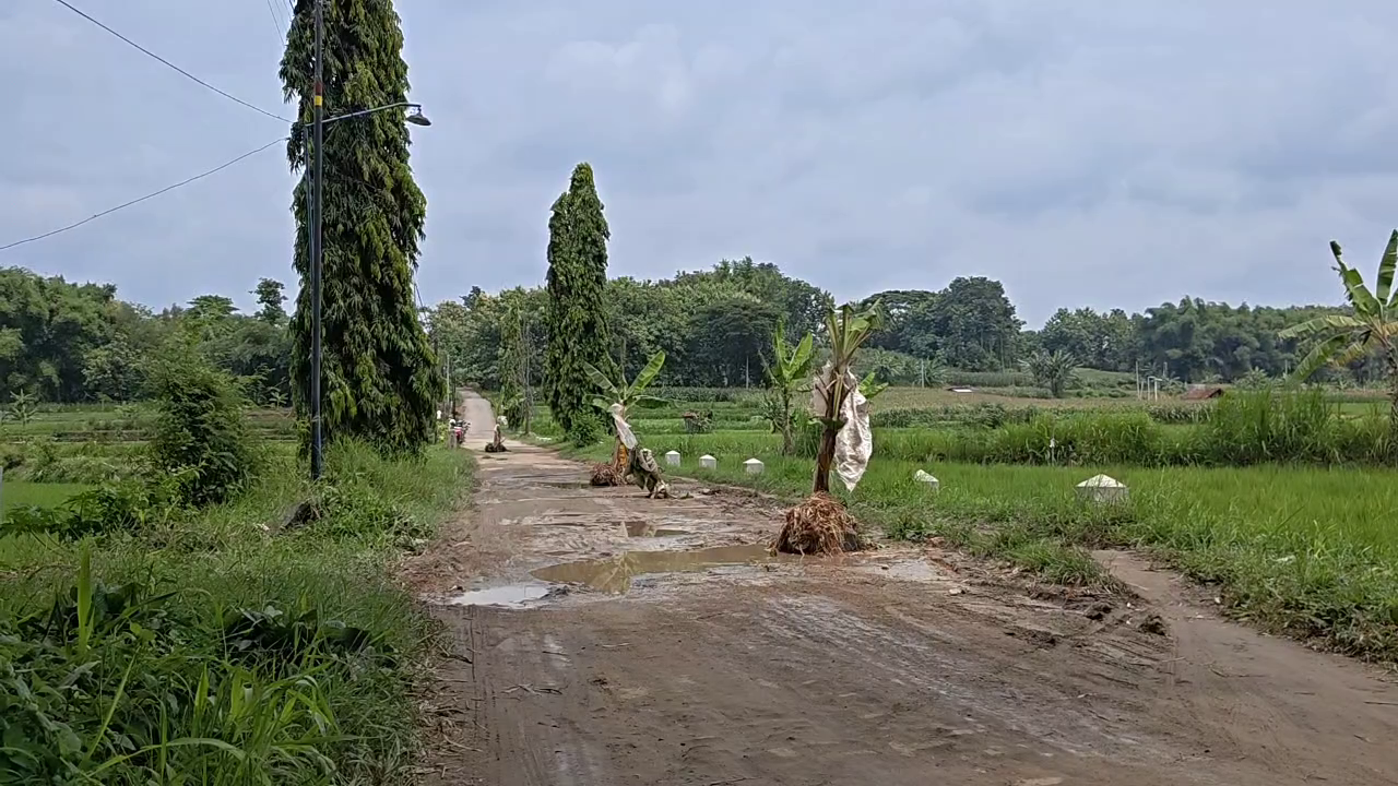 Protes Jalan Rusak Parah, Warga Tanami Lubang Dengan Pohon Pisang