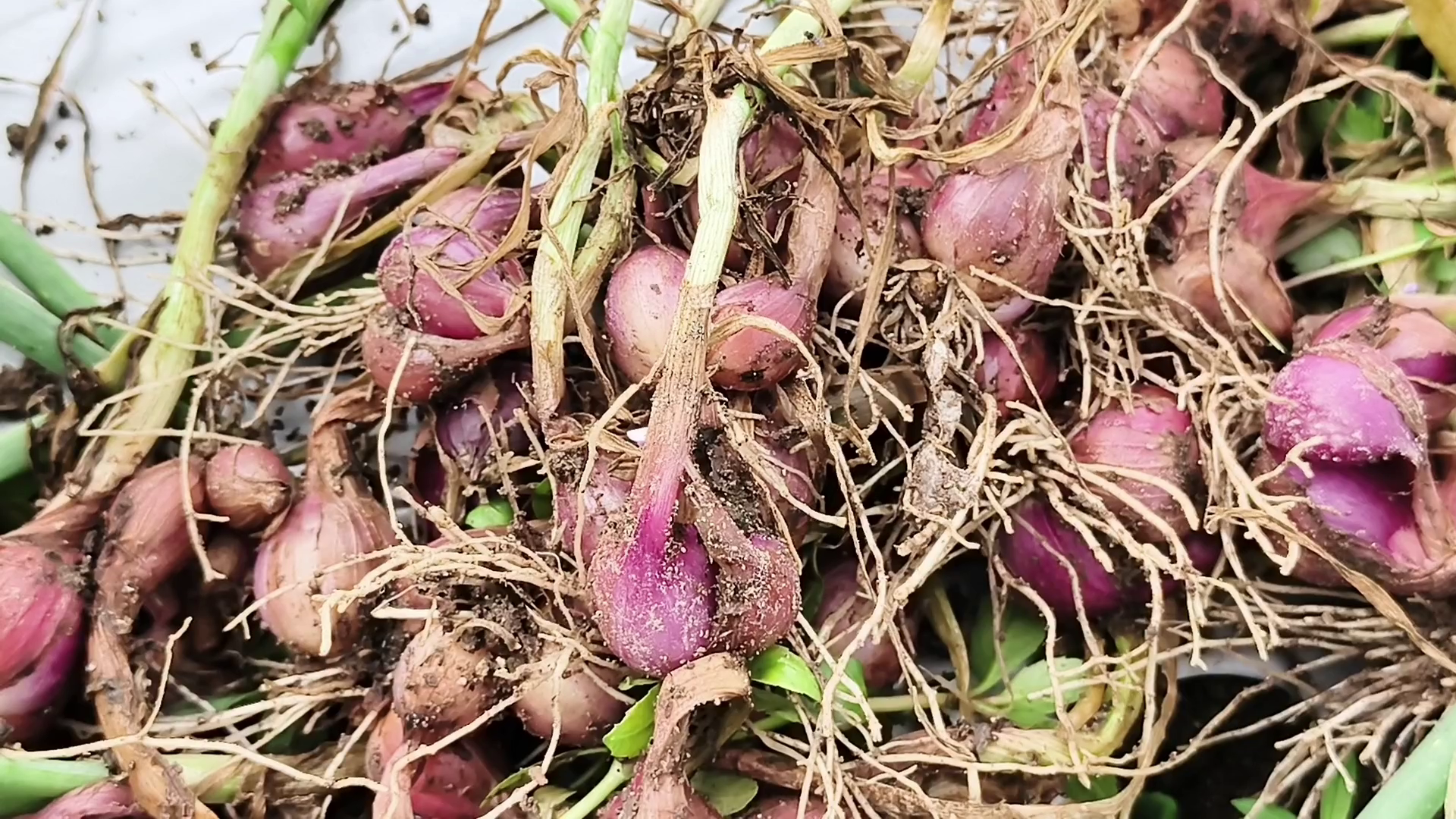 Curah Hujan Tinggi, Panen Bawang Merah Di Plaosan Merosot 40 Persen